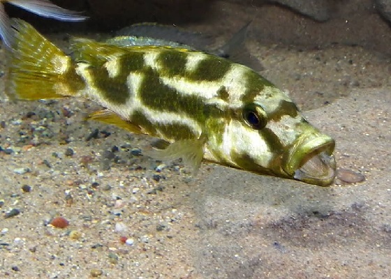 Фото - Haplochromis livingstoni