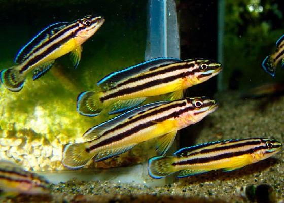 Фото - Julidochromis regani