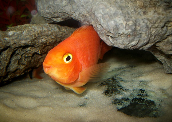 Red Blood Parrot Fish