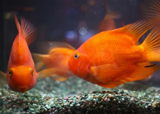 Рыба красный попугай в аквариуме