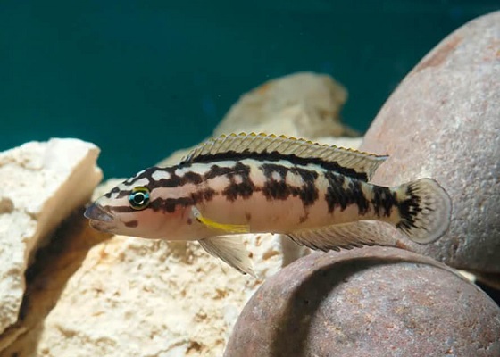 Юлидохромис масковый - Julidochromis transcriptus