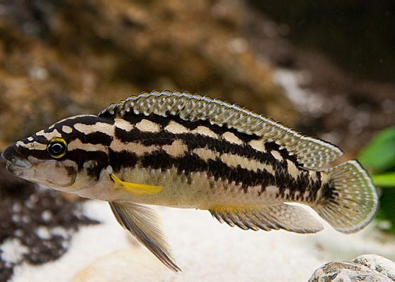 Julidochromis transcriptus в аквариуме
