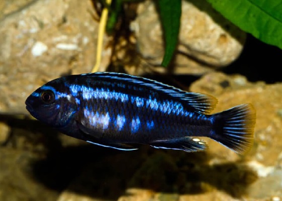 Фото - Melanochromis johanni