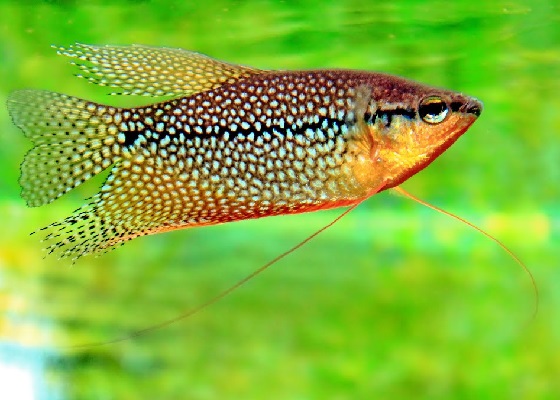 Аквариумная рыбка Гурами жемчужный
