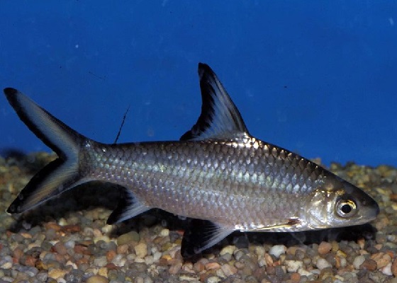 Balantiocheilus melanopterus