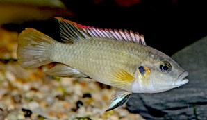 benitochromis-batesii