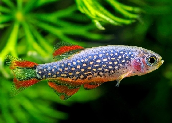 Рыбка Danio margaritatus