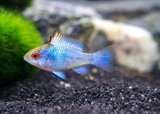 Фото - Mikrogeophagus ramirezi electric blue