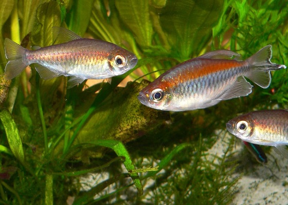 Рыбка Конго