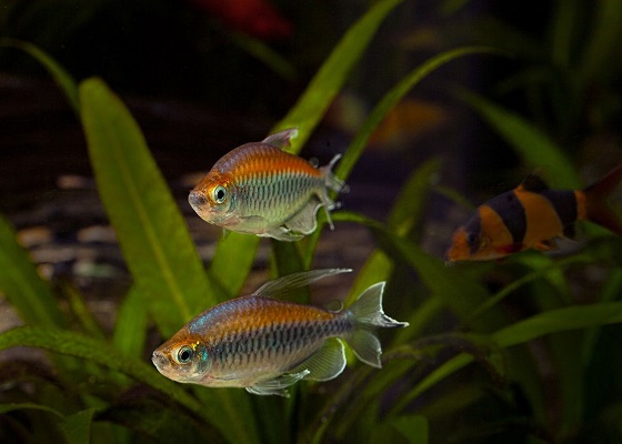 Рыбка Конго - Phenacogrammus interruptus