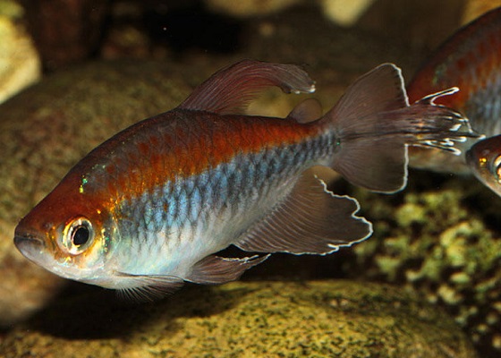 Рыбка Конго в аквариуме